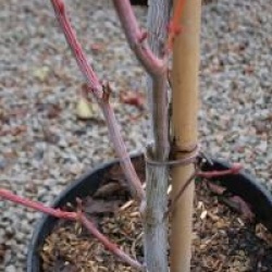 Acer tegmentosum 'White Tigress' - �rable jaspe White Tigress