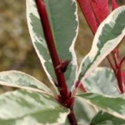 Photinia x fraseri Pink Marble �  'Cassini'