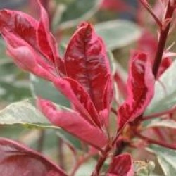 Photinia x fraseri Pink Marble �  'Cassini'