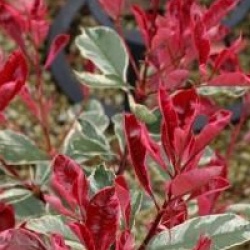 Photinia x fraseri Pink Marble �  'Cassini'