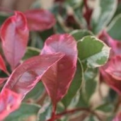 Photinia x fraseri Pink Marble �  'Cassini'