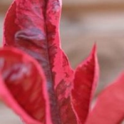Photinia x fraseri Pink Marble �  'Cassini'