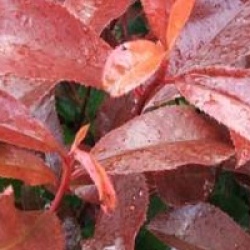 Photinia x fraseri 'Red Robin'
