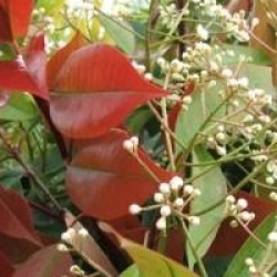 Photinia x fraseri 'Red Robin'