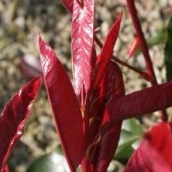 Photinia x fraseri 'Red Robin'