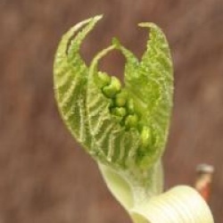 Acer tegmentosum 'White Tigress'