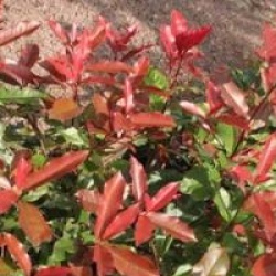 Photinia x fraseri 'Red Robin'