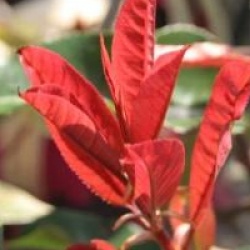 Photinia Red Select