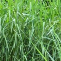 Phragmites australis 'Variegatus'