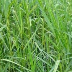 Phragmites australis 'Variegatus'