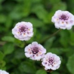 Phyla nodiflora - Lippia nodiflora