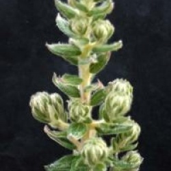 Phylica arborea  - Phylica