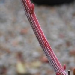 Acer tegmentosum 'White Tigress'