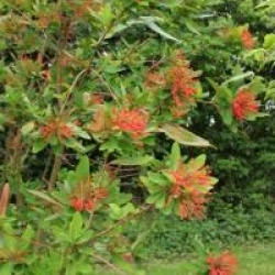 Embothrium coccineum 