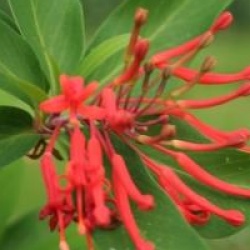 Embothrium de Magellan