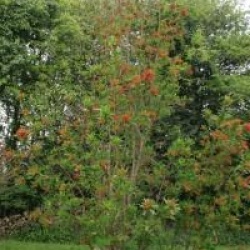 Embothrium coccineum 