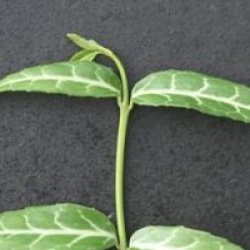 Euonymus fortunei 'Wolong Ghost'