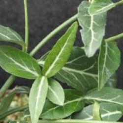 Euonymus fortunei 'Wolong Ghost'