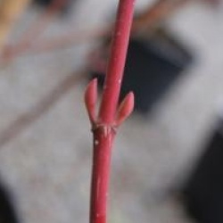 Acer tegmentosum 'White Tigress'