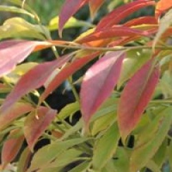 Euonymus wilsonii - Fusain de Wilson � fruits jaunes