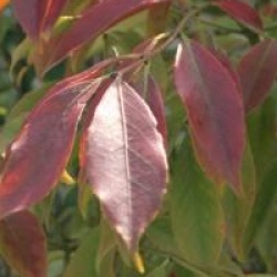 Euonymus wilsonii
