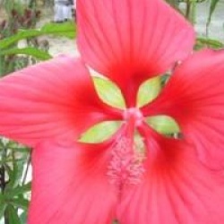 Hibiscus coccineus