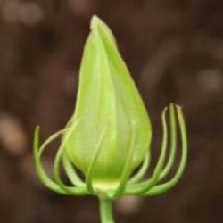 Hibiscus coccineus