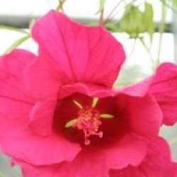 Hibiscus coccineus