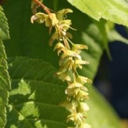 Acer tegmentosum 'White Tigress'