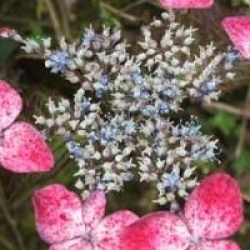 Hydrangea serrata 'Beni-Gaku' - Hortensia � fleurs plates Beni-Gaku