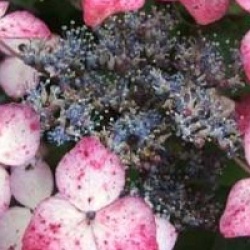 Hydrangea serrata 'Beni-Gaku'