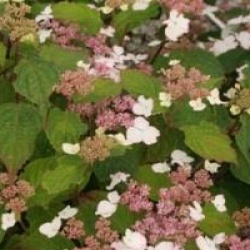 Hydrangea serrata 'Beni-Gaku'
