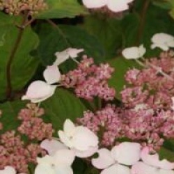 Hydrangea serrata 'Beni-Gaku'
