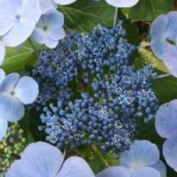 Hydrangea macrophylla 'Blauling'