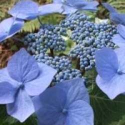 Hydrangea macrophylla 'Blaumeise'