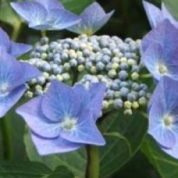 Hydrangea macrophylla 'Blaumeise' - Hortensia Blaumeise