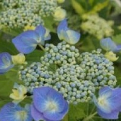 Hydrangea macrophylla 'Blaumeise'