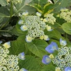 Hydrangea macrophylla 'Blaumeise'