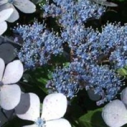 Hydrangea serrata 'Blue Bird'