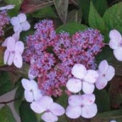 Hydrangea serrata 'Blue Bird'