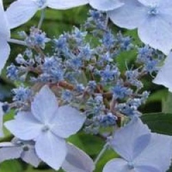 Hydrangea serrata 'Blue Deckle' 