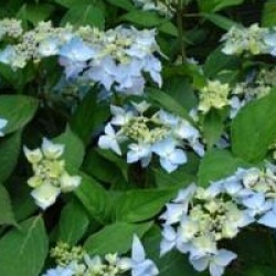 Hydrangea serrata 'Blue Deckle' 