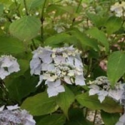 Hydrangea serrata 'Blue Deckle' 