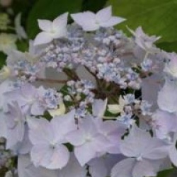 Hydrangea serrata 'Blue Deckle' 