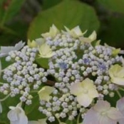 Hydrangea serrata 'Blue Deckle' 