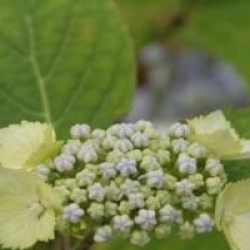 Hydrangea serrata 'Blue Deckle' 