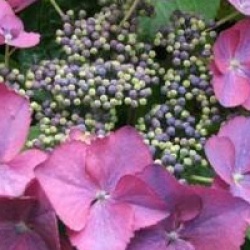 Hydrangea macrophylla 'Geoffrey Chadbund'