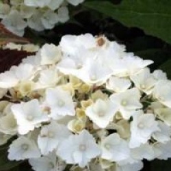 Hydrangea serrata 'Imperatrice Eugenie'