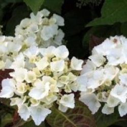 Hydrangea serrata 'Imperatrice Eugenie'