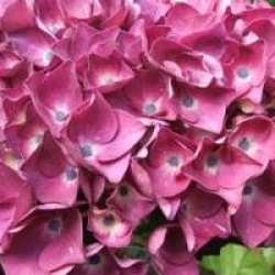 Hortensia Merveille Sanguine